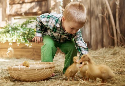 Little boy playing with baby ducks.
